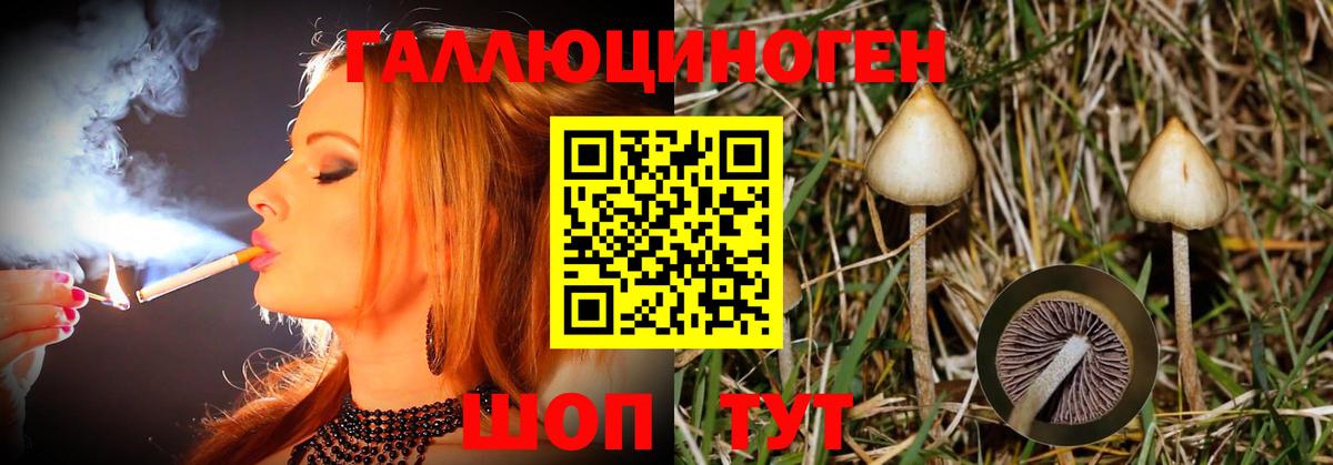 Псилоцибиновые грибы Psilocybine cubensis  Боровичи 