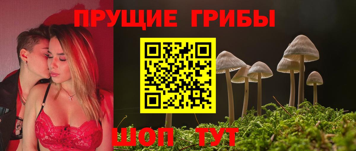 Псилоцибиновые грибы Psilocybe Боровичи